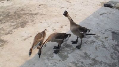 從廣州市托運(yùn)到德國(guó)