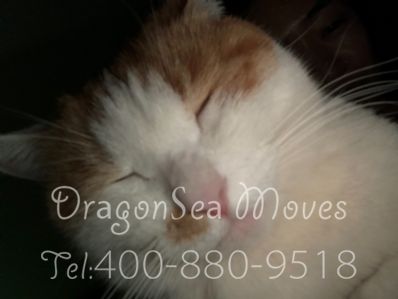 從北京市托運到日本