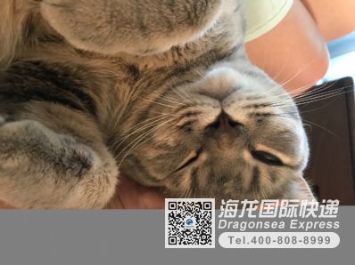 網(wǎng)購買的食品要寄到美國用什么快遞好？