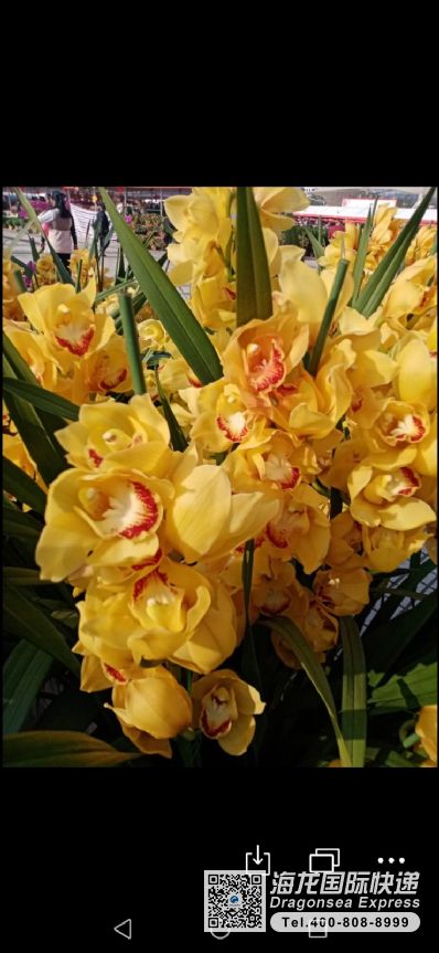 國際快遞寄藥品到澳大利亞資費查詢？