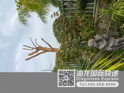 寄藥品到美國價格表？