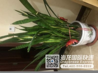 快遞藥品到美國哪家便宜？