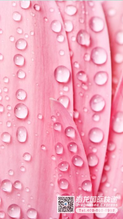 藥品：銀翹解毒片、三七快遞到美國(guó)電話？